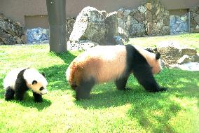 Panda breeding on successful track at Wakayama zoo