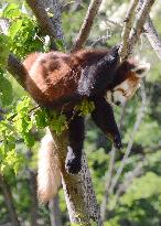 Red pandas thriving at Nagano Chausuyama Zoo