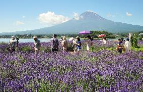 Lavender in full bloom near Mt. Fuji