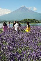 Lavender in full bloom near Mt. Fuji