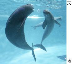 Porpoises' bubble ring relay