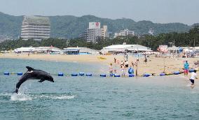 Beach with dolphins