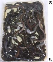 Indonesian glass eel smuggling rampant