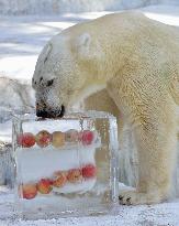 Polar bear presented with ice
