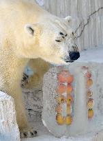 Polar bear presented with ice