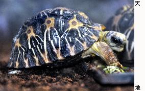 Turtle breeder sees zoos' greater role to protect wild animals