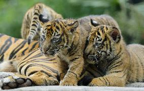 Tiger cubs at Sendai zoo