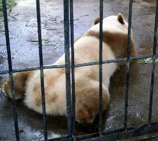 Brown panda in China