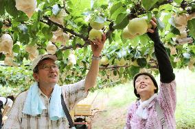 Pear harvesting in Tottori