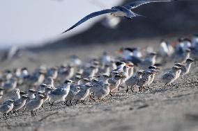 KUWAIT-KUBBAR ISLAND-BIRDS-WHITE-CHEEKED TERN