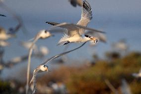 KUWAIT-KUBBAR ISLAND-BIRDS-WHITE-CHEEKED TERN