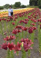 Lilies at flower park in western Japan