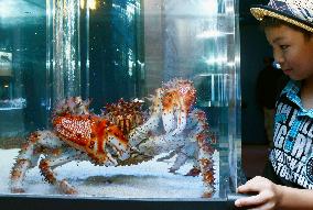 Huge crab at Hokkaido aquarium