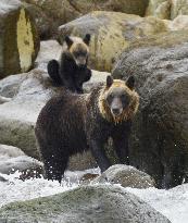 Brown bears in Hokkaido
