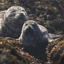 Common seals in Hokkaido