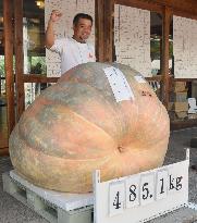 Giant pumpkin