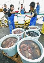 Fukushima fishermen restart operations
