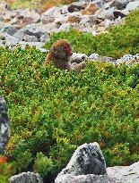 Monkeys in alpine areas