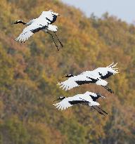 Cranes in Hokkaido