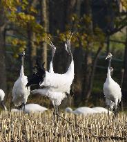 Cranes in Hokkaido