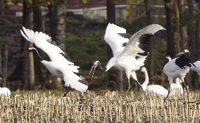 Cranes in Hokkaido