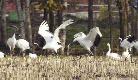 Cranes in Hokkaido