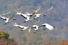 Cranes in Hokkaido