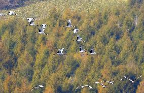 Cranes in Hokkaido