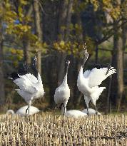 Cranes in Hokkaido