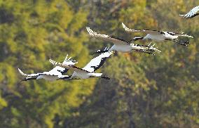 Cranes in Hokkaido