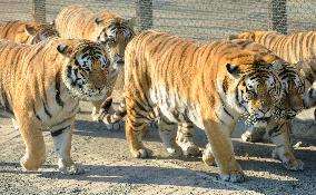 Protection of Siberian tigers