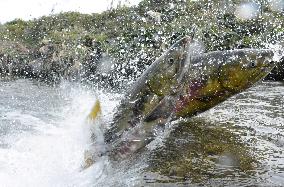 Salmon in Fukushima