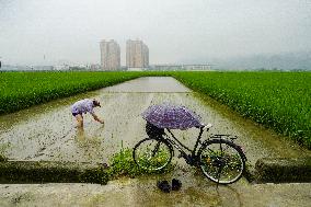 #CHINA-SUMMER-FARMING (CN)