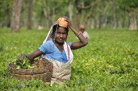 India's tea industry