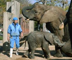 Breeding orphan elephants