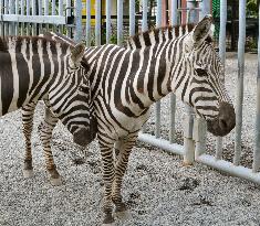 Japan's oldest zebra