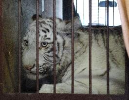White tiger undergoes knee surgery