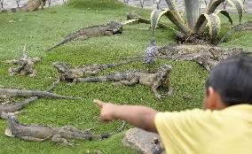 Iguanas in Ecuador