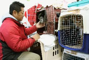 70 animals remain in shelter in Sendai