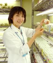 Suntory researcher aiming to create deep-blue rose