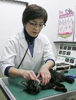 Vets reopen clinic away from home in Fukushima