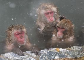 Monkeys enjoying open-air hot bath in Hakodate