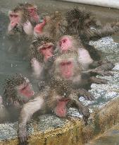 Monkeys enjoying open-air hot bath in Hakodate