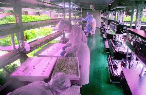 Vegetable factory adopts new anti-bacteria technology