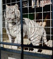 White tiger in Shirotori Zoo in Kagawa Pref.