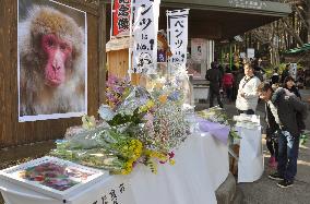 Flowers offered to boss monkey in Oita