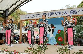 Camellia festival opens on Izu-Oshima Island