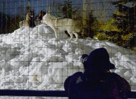 Timber wolves become active at night at Japanese zoo