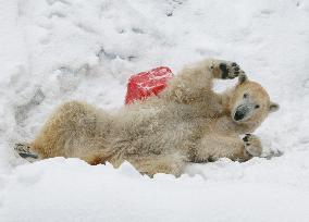 Polar bear enjoys heavy snow in Tokyo