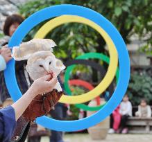 Owl flies through Olympic rings in Matsue park